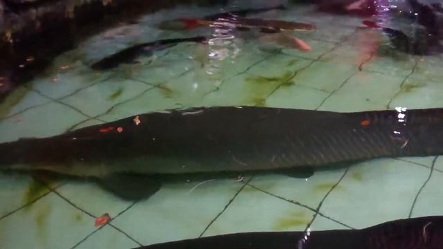 Arapaima Gigas In Fish Pond