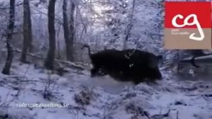 Застрелил кабана