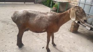 арашан гиссар овца матка на племя, рост 87см