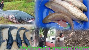 БАЛИҚ ОВИДАМИЗ РЙБАЛКА