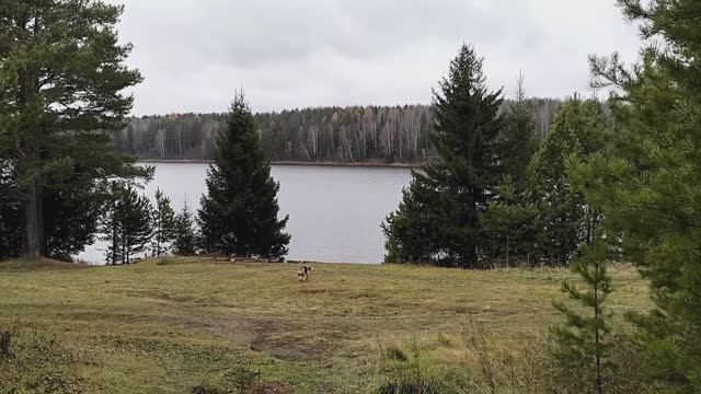 ПРОГУЛКА ПО ОСЕННЕМУ ЛЕСУ / Деревенька на Урале / Выпуск 43