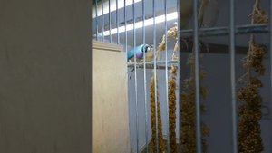 Амадины гульда, ставим домик на второе гнездование