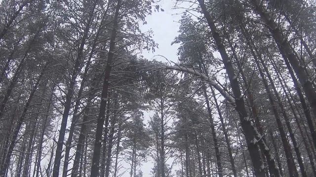 заснеженный сосновый бор/ snow-covered pine forest смотреть онлайн