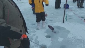 Поимки форели на запуске. Клёвое место, Лосиный остров, верхний водоём.