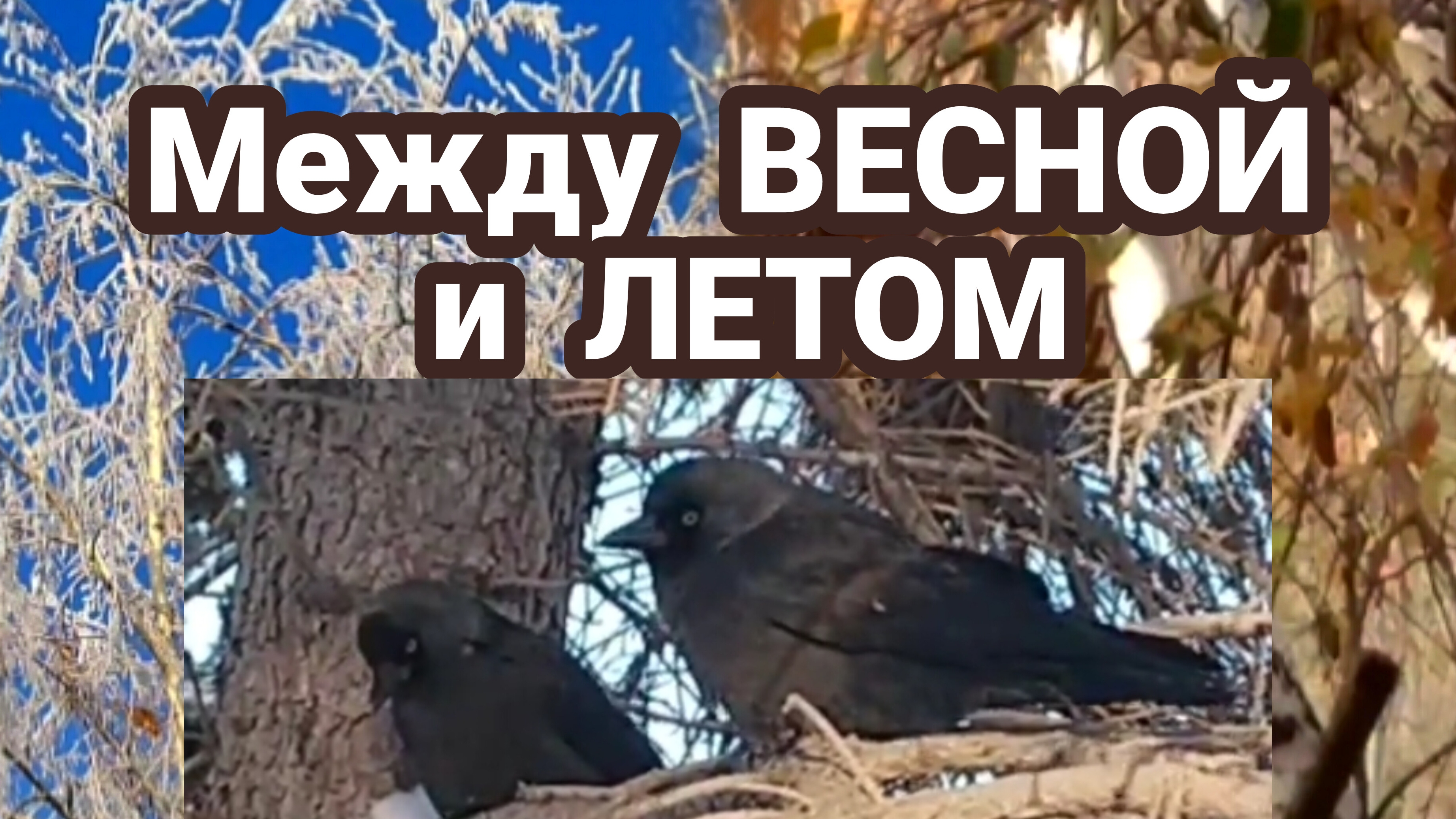 Зимняя ИЗМОРОЗЬ и золото ОСЕНИ