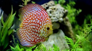 Аквариум для начинающих Дискус мой многолетний опыт содержания и разведения