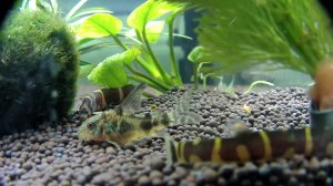 Live_Aquarium