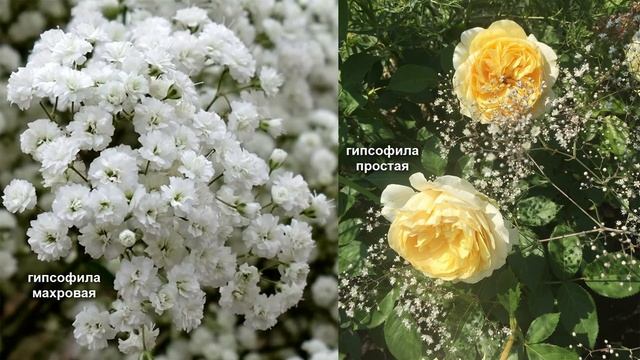 Растения   компаньоны  - короли и свита. Садовый клуб Наталии Петренко