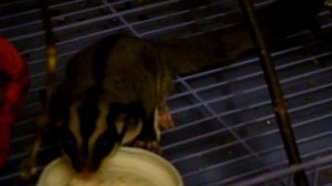 Сахарный поссум