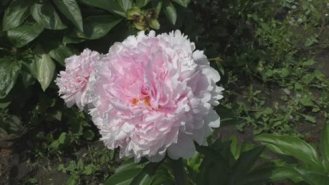 Пион Reine Deluxe