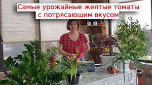 Самые урожайные желтые томаты с потрясающим вкусом