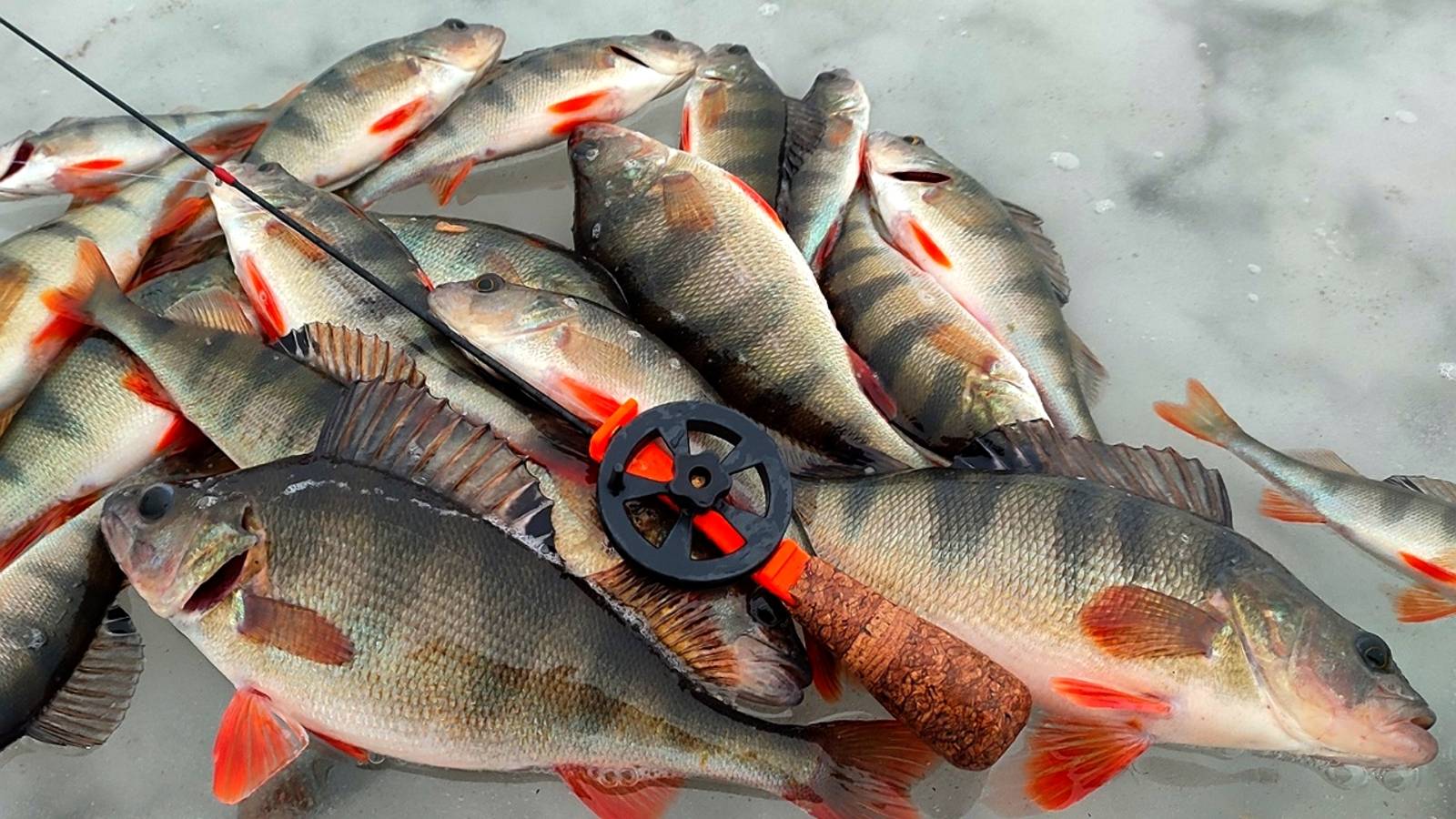 Первая ЗИМНЯЯ РЫБАЛКА 2025. Поиски ГОРБАТЫХ ОКУНЕЙ продолжаются