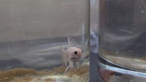 Петушки, самцы. 12.01.2025