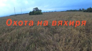 охота на вяхиря