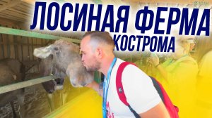 ЛОСИНАЯ ФЕРМА / Кострома / Стоит Ли Ехать? / Плюсы и Минусы, Запреты и Особенности