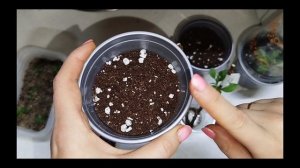 Размножение гортензии почкой осень/зима