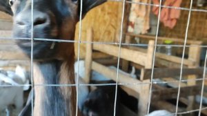 Утро недоброе. Козëл работает.