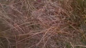 Установка силок на куропаток