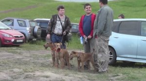 Ирландские терьеры : Соревнования по курсингу 2015. Бег за механическим зайцем