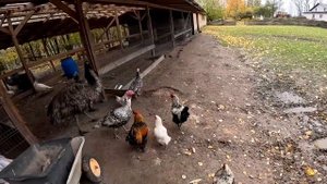 ОДИН УМЕР , ВТОРОЙ РАНЕН ! ЧТО СЛУЧИЛОСЬ? КУПИЛ ХУТОР В ЛЕСУ №137