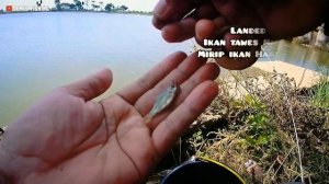 Micro fishing tanago jepang ala Indonesia❗