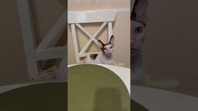 Что сегодня на ужин? #кошки #прикол #котики #корнишрекс
