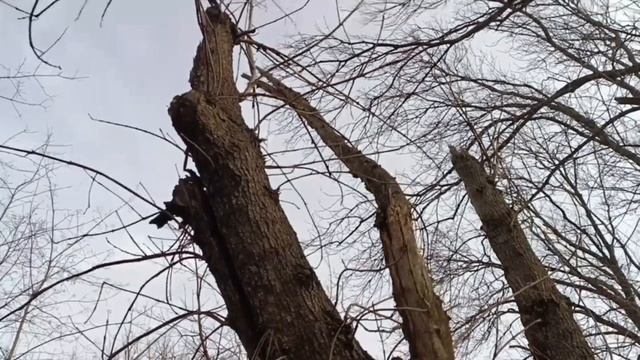Заготовка дров для пацанов двумя бензопилами Stihl и Carver март 2024г