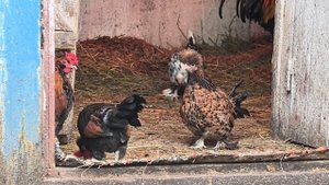 VID_20250112_103349.mp4