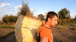 Переношу луговое сено в сенник тряпкой 👨🌾 сено на корм для коровы 🐮 Жизнь в деревне