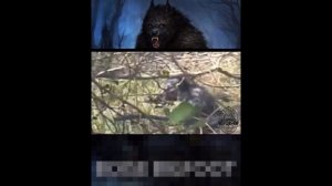 Догман или оборотень