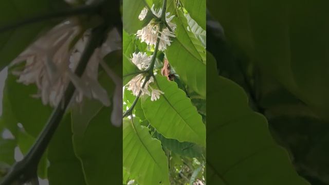 കാപ്പി😍|Coffea arabica|Caffeine |#coffee #coffeeaddict #coffeelover #plantlovers #plantlife #plant