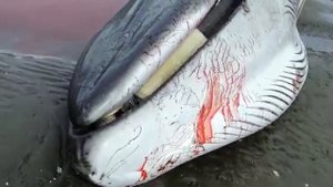 Выброшенный кит на берег (лиман в районе Усть-Хайрюзова Камчатский край)