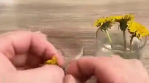 Лечебный чай из цветов одуванчика