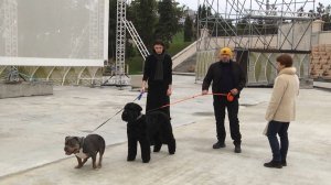 В Новом Херсонесе прошла благотворительная выставка собак