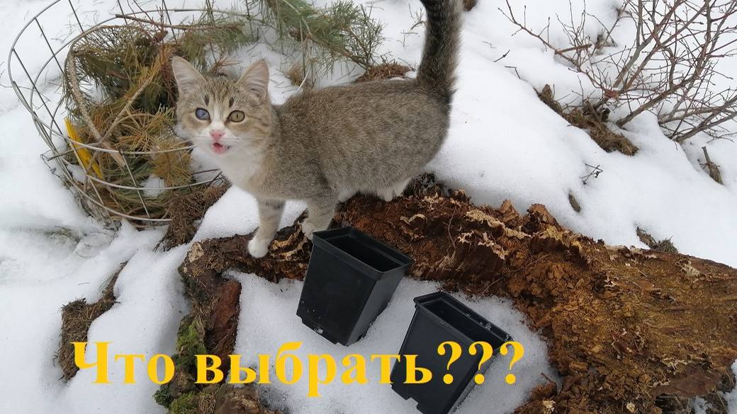 Чем отличаются польские горшки от российских ? смотреть онлайн