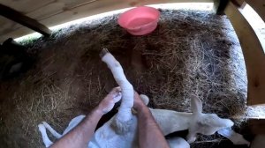 СТАВЛЮ ГИПС БАРАШКЕ ! КУПИЛ ХУТОР В ЛЕСУ № 58