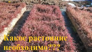 Не повторяйте мои ошибки при посадке клюквы, голубики!!!