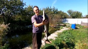 Шашлык из белуги выращенной в своем дачном пруду.