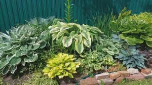 Моя коллекция хост. 80 сортов.