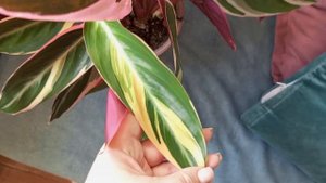 💚Воскресшие Калатеи Орната и Вайт фьюжн🫶