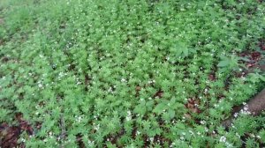 Подмаренник душистый (Galium odoratum) на кургане , Марселисборг, Орхус, Дания, 27 мая 2021