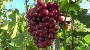 Виноград Дарвика 2024г