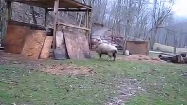 Овца собака