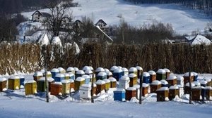 Курская область 12.01.2025г., состояние семей пчелы карника , "зимовка на воле"