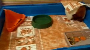 как приучить морскую свинку?