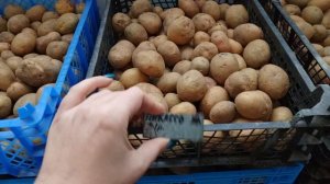 Проращиваем картофель на свету.