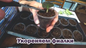 Занимаюсь размножением фиалок