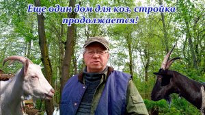 Дом для коз, стройка продолжается. Глухари, но не дичь, Грибов нет и не будет.