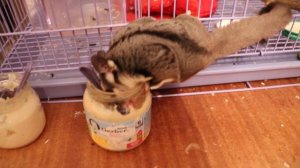 Жадный Пуся