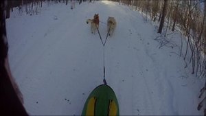 12.01.25 Лис, Аппи Хапсоль